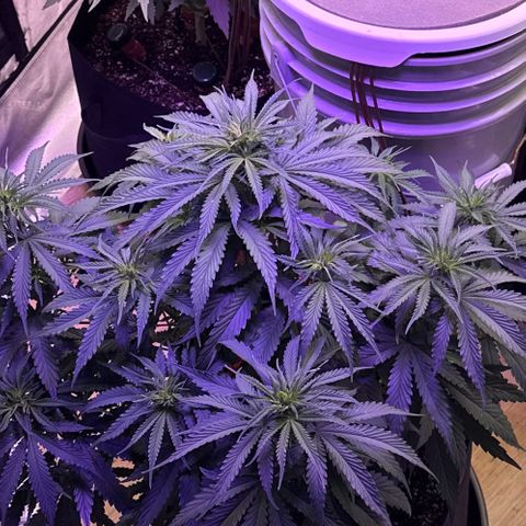 Super Lemon Haze Automatic growlog timeline photo