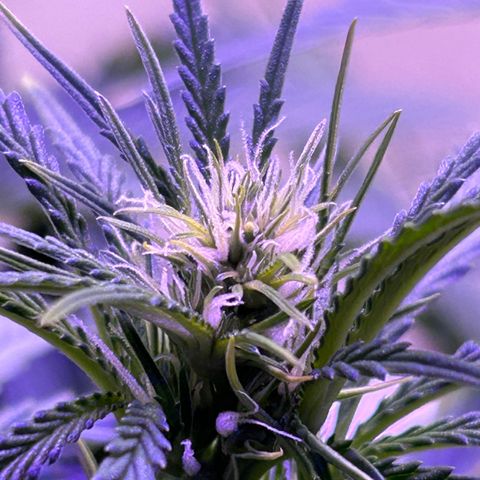 Super Lemon Haze Automatic growlog timeline photo