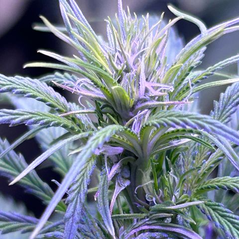 Super Lemon Haze Automatic growlog timeline photo