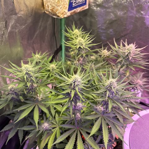 Super Lemon Haze Automatic growlog photo: We really have three unique plants going.. Blossom is sprawling and heavily vegetative. She’s got smaller buds so far but by pure mass she’s the biggest. Bubbles has low vegetation, multiple colas and giant buds. She’s a very nice and easy plant. It’s like she did her own LST. Buttercup is a combination of the 2.. She’s the bleach blonde wild child.. all of her leaves continue to have yellow tips but otherwise she’s lush.  She vegetative but has bigger buds than Blossom at this point. She was our tiny one to start. RH  was 68.7. Temp 70.4. Thwy got tiger bloom last night and won’t get hand watered, which will be just plain water, until tomorrow night.