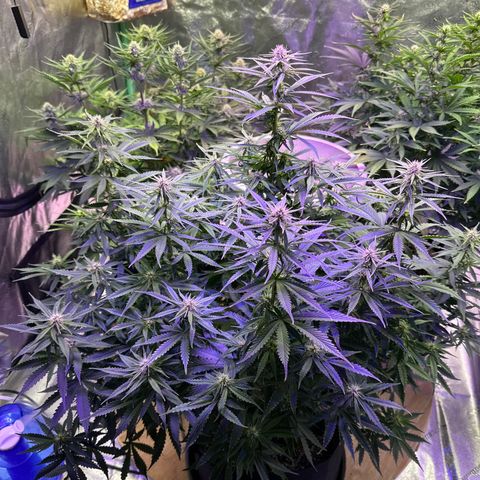 Super Lemon Haze Automatic growlog photo: We really have three unique plants going.. Blossom is sprawling and heavily vegetative. She’s got smaller buds so far but by pure mass she’s the biggest. Bubbles has low vegetation, multiple colas and giant buds. She’s a very nice and easy plant. It’s like she did her own LST. Buttercup is a combination of the 2.. She’s the bleach blonde wild child.. all of her leaves continue to have yellow tips but otherwise she’s lush.  She vegetative but has bigger buds than Blossom at this point. She was our tiny one to start. RH  was 68.7. Temp 70.4. Thwy got tiger bloom last night and won’t get hand watered, which will be just plain water, until tomorrow night.