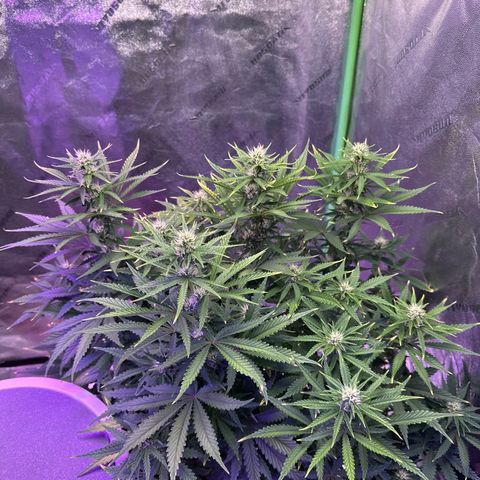 Super Lemon Haze Automatic growlog photo: We really have three unique plants going.. Blossom is sprawling and heavily vegetative. She’s got smaller buds so far but by pure mass she’s the biggest. Bubbles has low vegetation, multiple colas and giant buds. She’s a very nice and easy plant. It’s like she did her own LST. Buttercup is a combination of the 2.. She’s the bleach blonde wild child.. all of her leaves continue to have yellow tips but otherwise she’s lush.  She vegetative but has bigger buds than Blossom at this point. She was our tiny one to start. RH  was 68.7. Temp 70.4. Thwy got tiger bloom last night and won’t get hand watered, which will be just plain water, until tomorrow night.