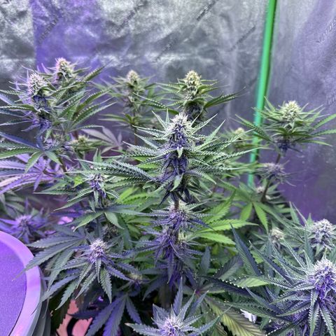 Super Lemon Haze Automatic growlog timeline photo