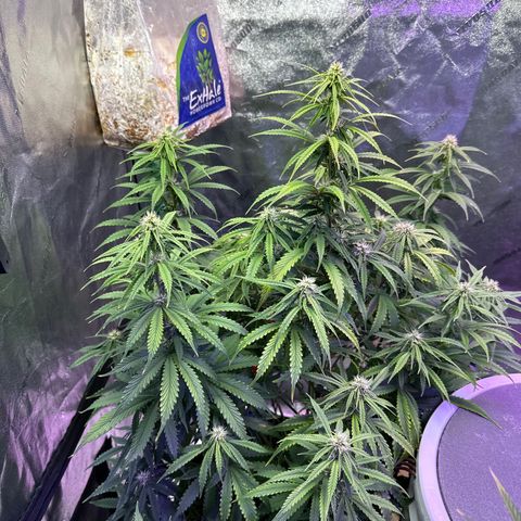 Super Lemon Haze Automatic growlog timeline photo