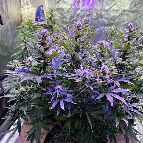 Super Lemon Haze Automatic growlog timeline photo