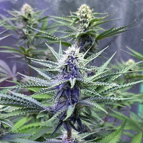 Super Lemon Haze Automatic growlog timeline photo