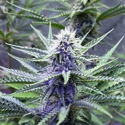 Super Lemon Haze Automatic growlog timeline photo