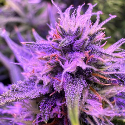 Super Lemon Haze Automatic growlog timeline photo