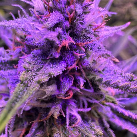 Super Lemon Haze Automatic growlog timeline photo