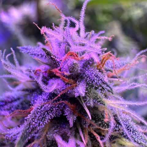 Super Lemon Haze Automatic growlog timeline photo