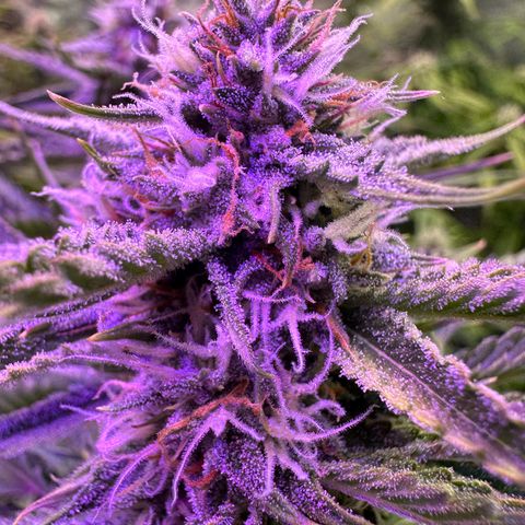 Super Lemon Haze Automatic growlog timeline photo