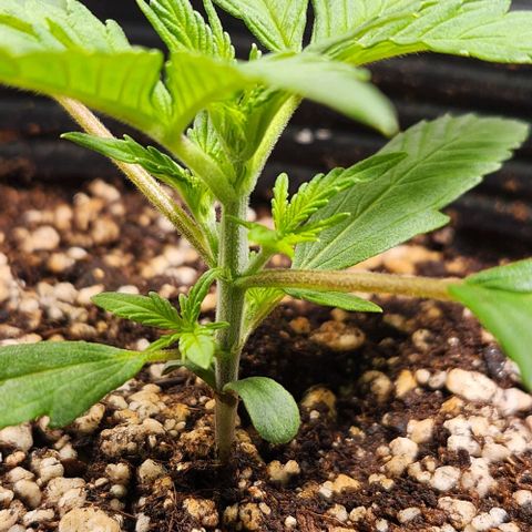 Orange Sherbet Auto growlog timeline photo