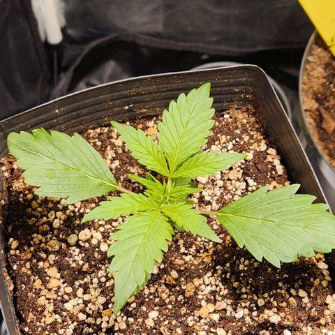 Orange Sherbet Auto growlog timeline photo