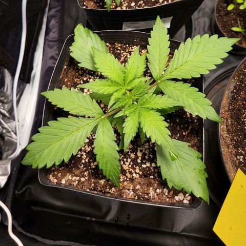 Orange Sherbet Auto growlog timeline photo