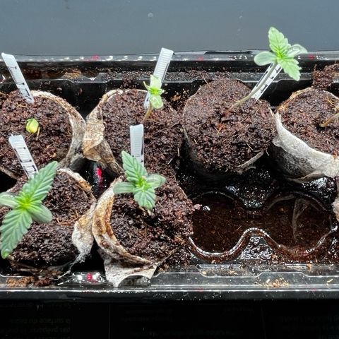 Spring '24 Grow growlog photo: 6/12 seeds doing well
1 probs dead
3 trashed
2 awaiting germ

Re-setup grow room
Went back to less powerful grow light.. concerned with legginess.
No action on new TF & CR. Other CR probably dead.