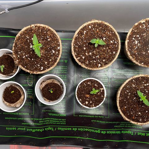 Spring '24 Grow growlog photo: Potted the ones with visible roots in coco.