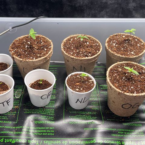 Spring '24 Grow growlog photo: Potted the ones with visible roots in coco.
