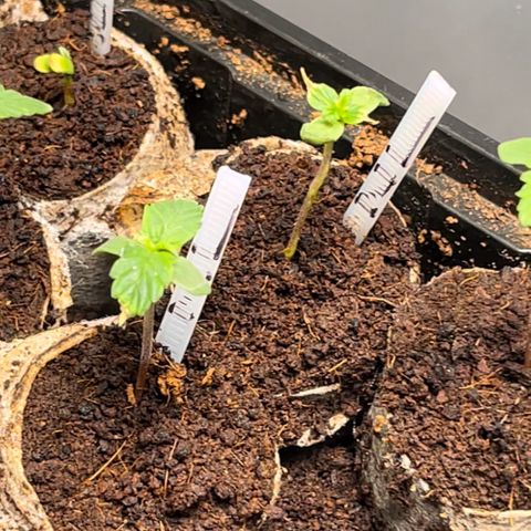 Spring '24 Grow growlog photo: New TF & CR popped this evening 🙌
