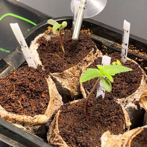 Spring '24 Grow growlog photo: New TF & CR popped this evening 🙌