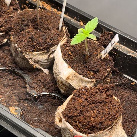 Spring '24 Grow growlog photo: New TF & CR popped this evening 🙌