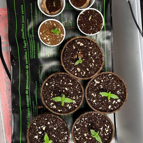 Spring '24 Grow growlog timeline photo