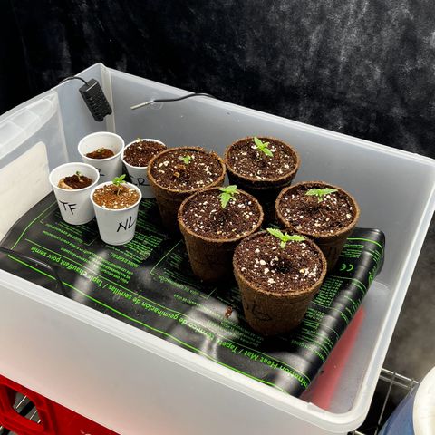 Spring '24 Grow growlog timeline photo