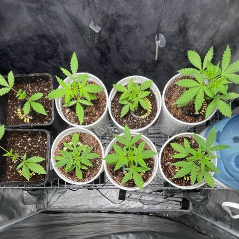 Spring '24 Grow growlog photo: · Watered CR1
· OG's cola's growing steady