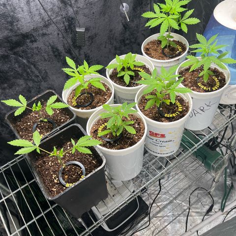 Spring '24 Grow growlog photo: · Watered CR1
· OG's cola's growing steady