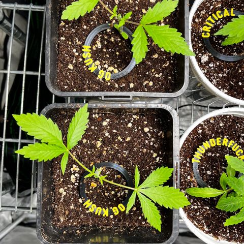 Spring '24 Grow growlog timeline photo