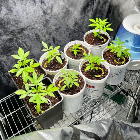 Spring '24 Grow growlog timeline photo