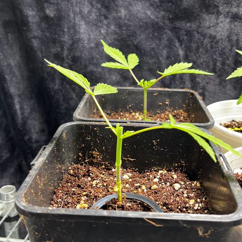 Spring '24 Grow growlog timeline photo