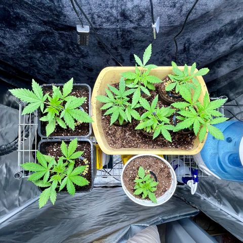 Spring '24 Grow growlog timeline photo