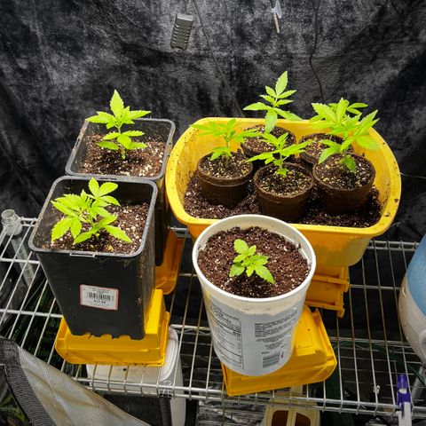 Spring '24 Grow growlog timeline photo