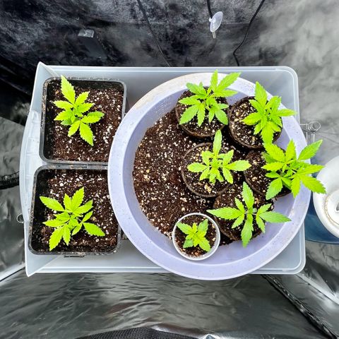 Spring '24 Grow growlog photo: Current mood: relieved they survived the three days I was away 😮‍💨