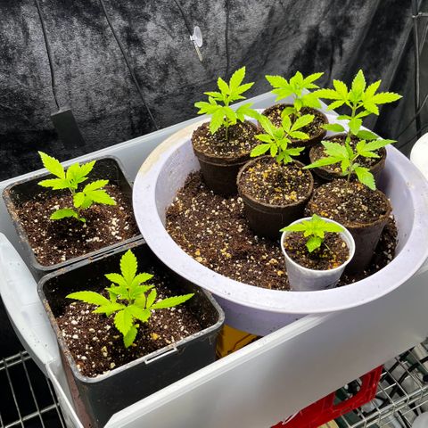 Spring '24 Grow growlog photo: Current mood: relieved they survived the three days I was away 😮‍💨
