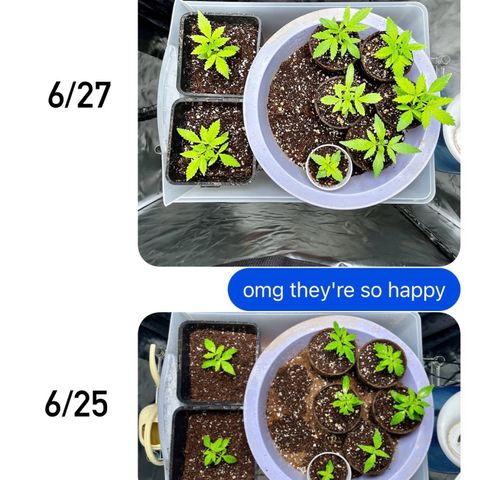 Spring '24 Grow growlog photo: Current mood: relieved they survived the three days I was away 😮‍💨