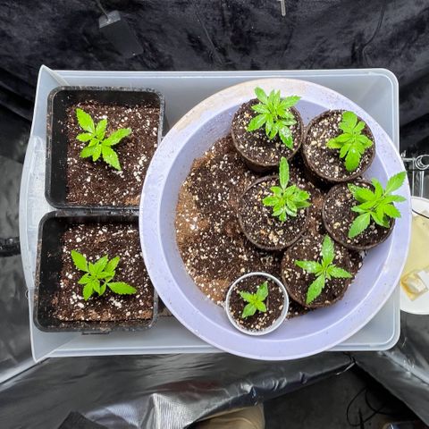 Spring '24 Grow growlog timeline photo