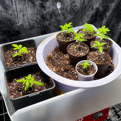 Spring '24 Grow growlog timeline photo