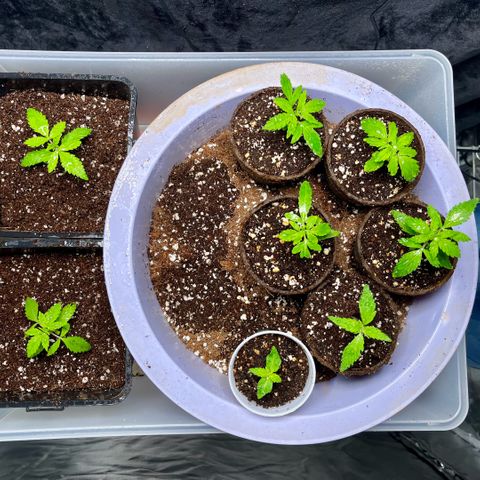 Spring '24 Grow growlog timeline photo