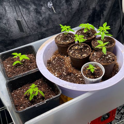 Spring '24 Grow growlog timeline photo
