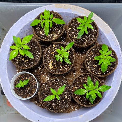 Spring '24 Grow growlog timeline photo