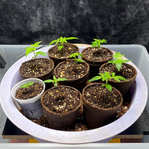 Spring '24 Grow growlog timeline photo