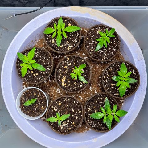 Spring '24 Grow growlog timeline photo