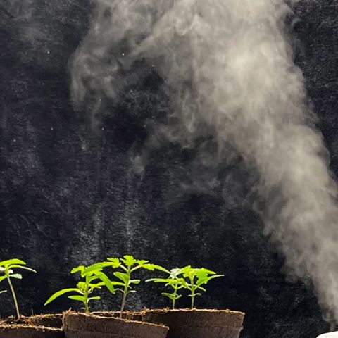 Spring '24 Grow growlog timeline photo