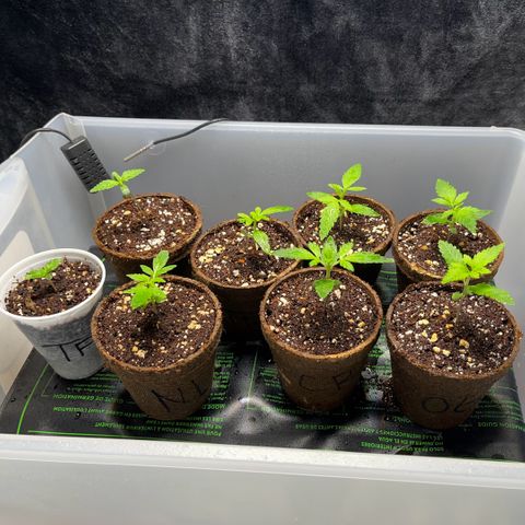 Spring '24 Grow growlog timeline photo