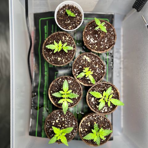 Spring '24 Grow growlog timeline photo