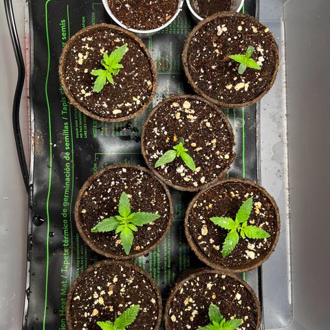 Spring '24 Grow growlog timeline photo