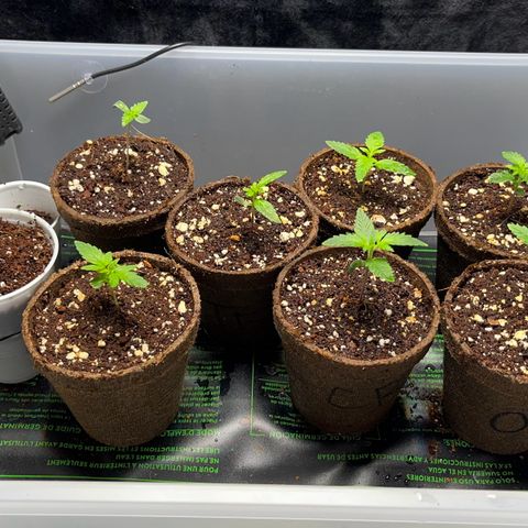 Spring '24 Grow growlog timeline photo