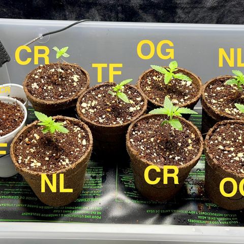 Spring '24 Grow growlog timeline photo