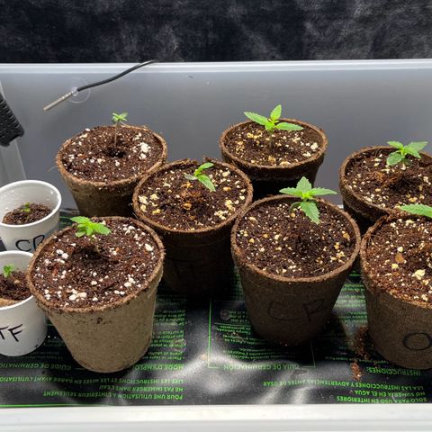 Spring '24 Grow growlog timeline photo